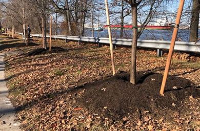 Embark on an eco-tree planting adventure with us! Look at the meticulous process while we set the stage for a sustainable urban paradise in Staten Island!