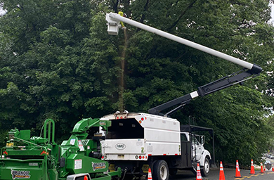 HMD Construction Group workers expertly prune large trees for optimal health and growth.