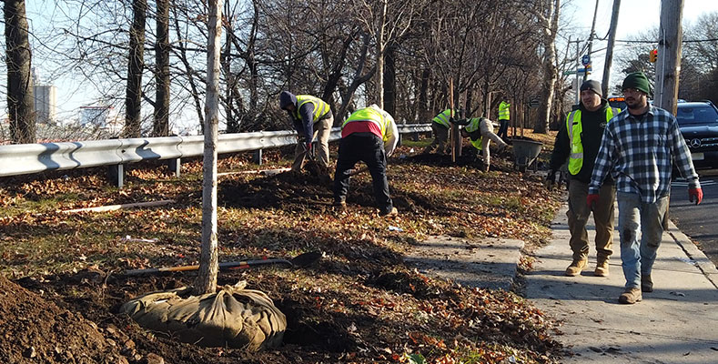 Expert residential and commercial tree planting service in NJ