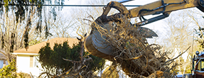 Best tree removal service and expert arborists in New York & New Jersey