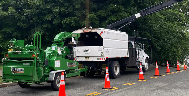 Expert residential and commercial tree removal and pruning service in NJ